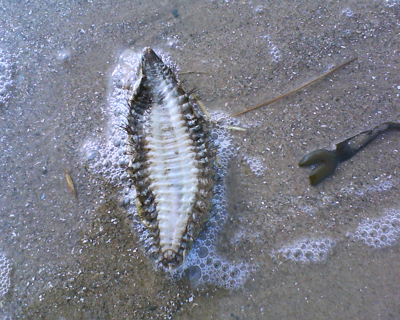 live sea mouse