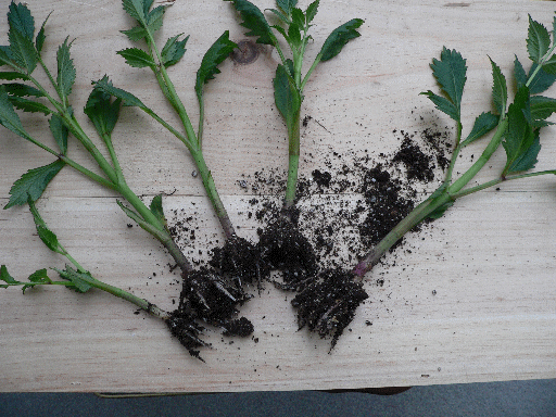 Basal Cuttings