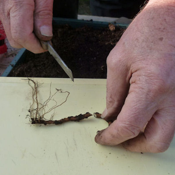 the-hardy-plant-society-somerset-group-root-cuttings