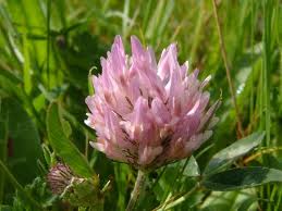 Red%20clover%20Trifolium%20pratense.jpg