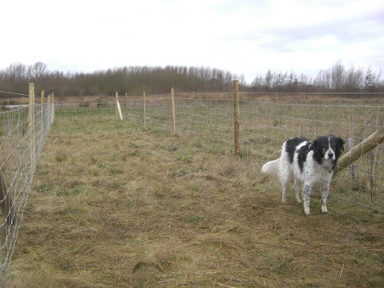 New fencing line completed