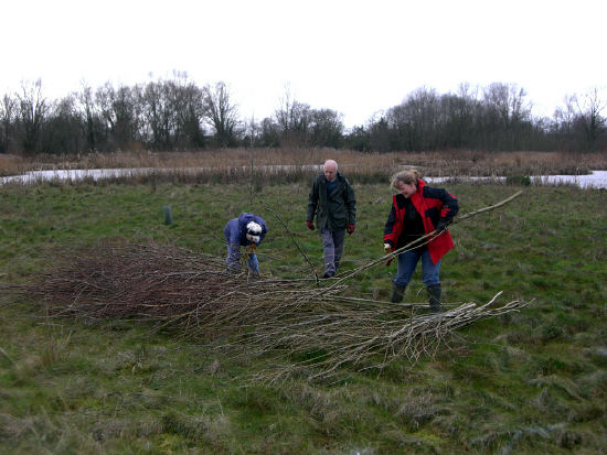 Sorting the willow