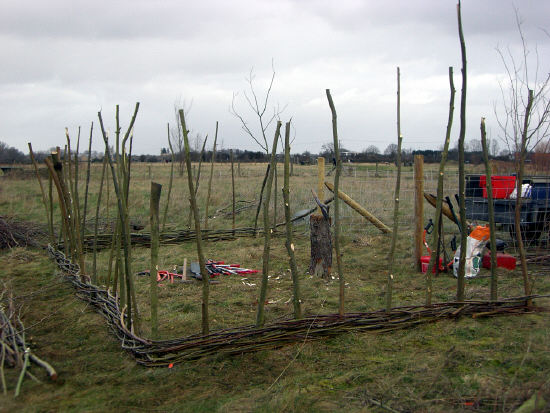 Willow fencing