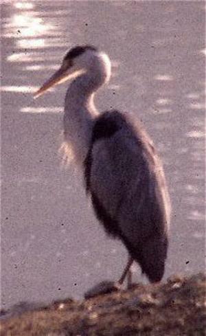 Grey heron