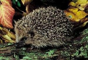 Hedgehog