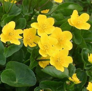 Marsh marigold