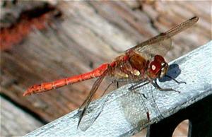 Red darter dragonfly