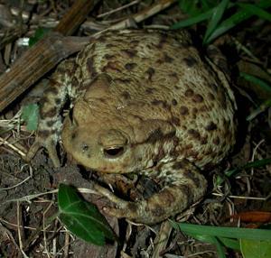 Toad