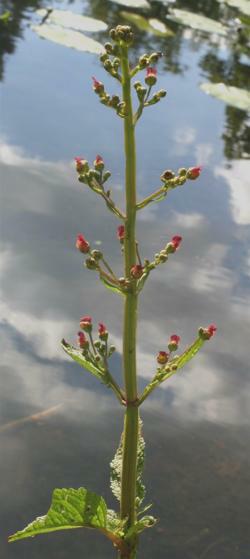Water figwort