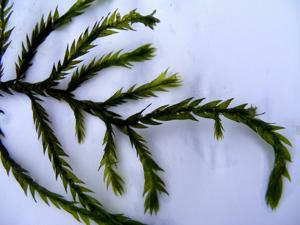 Water moss