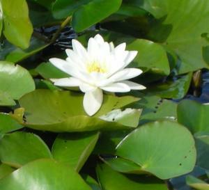 White waterlily