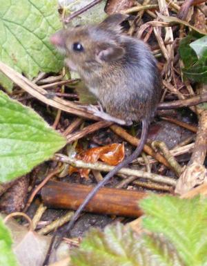 Woodmouse