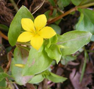 Yellow pimpernell