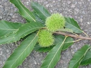 Sweetchestnut
