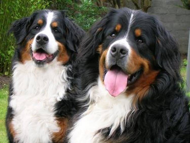 pedigree bernese mountain dog