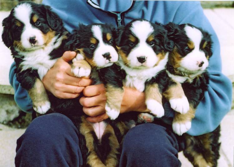 bernese mountain dog litter size