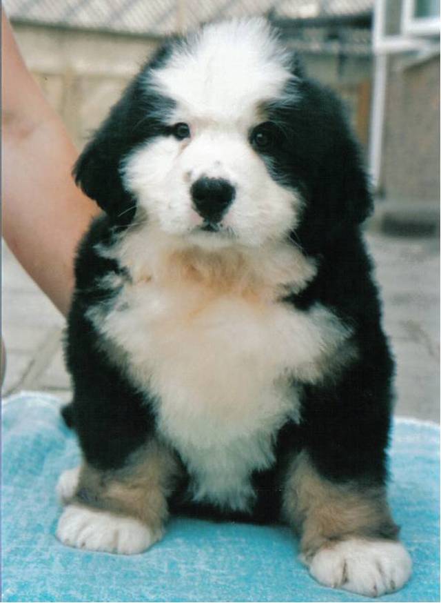 bernese mountain dog puppy white