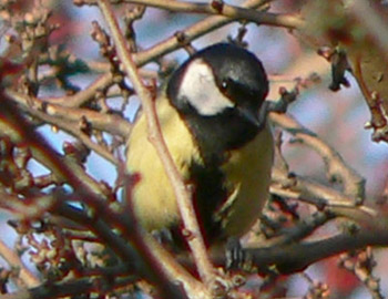 Great Tit