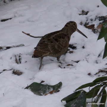Woodcock at Towneley, December 20th 2010