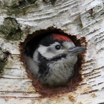 Greater Spotted Woodpecker, Towneley June 6th 2009