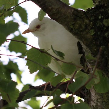 Albino blackbird, June 15 2009
