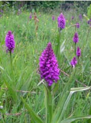 marsh orchids
