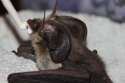 Staffordshire Bat Group