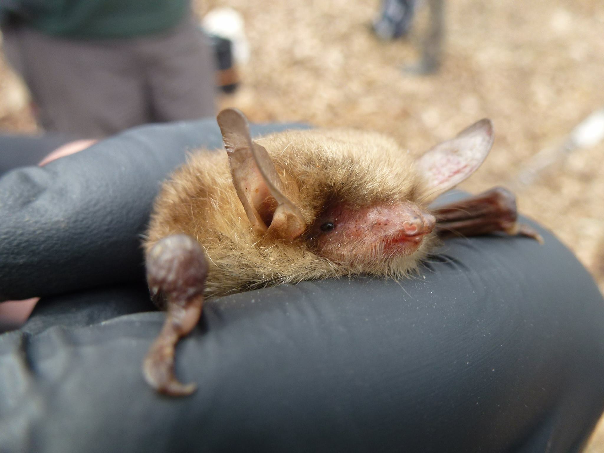 Staffordshire bat group