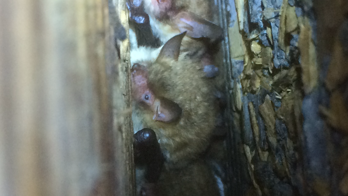 Staffordshire bat group
