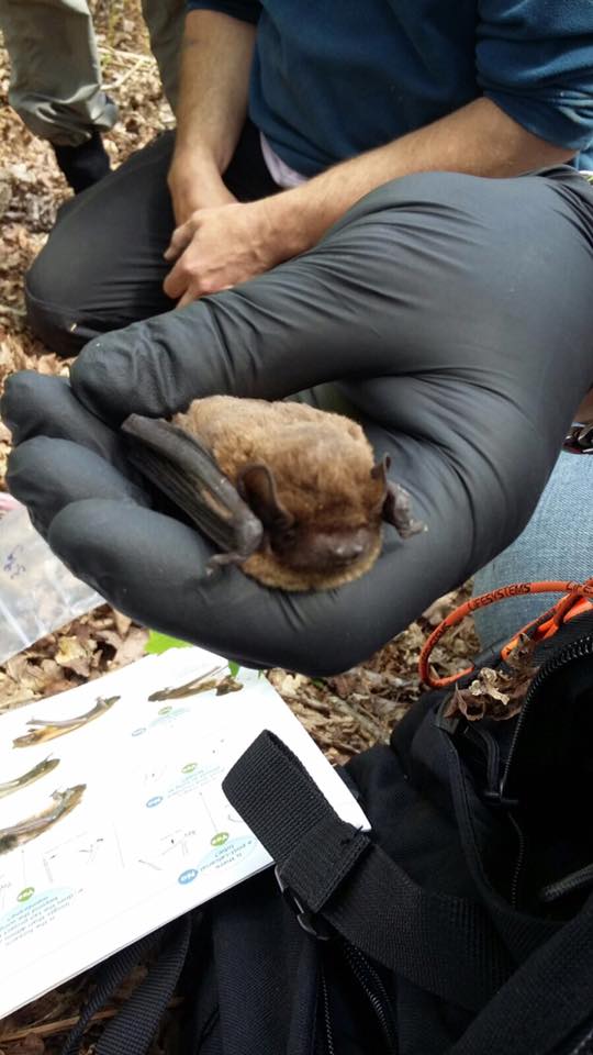 Staffordshire Bat Group