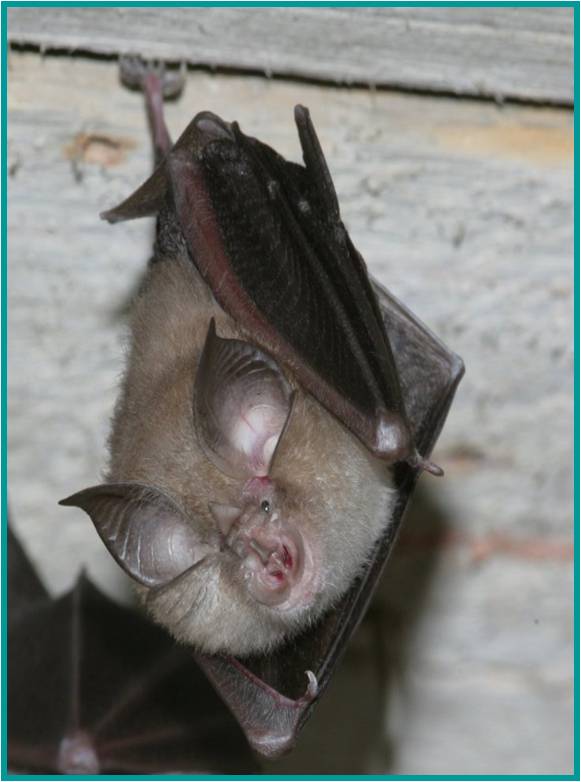 Staffordshire Bat Group