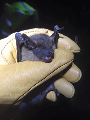 Staffordshire Bat Group