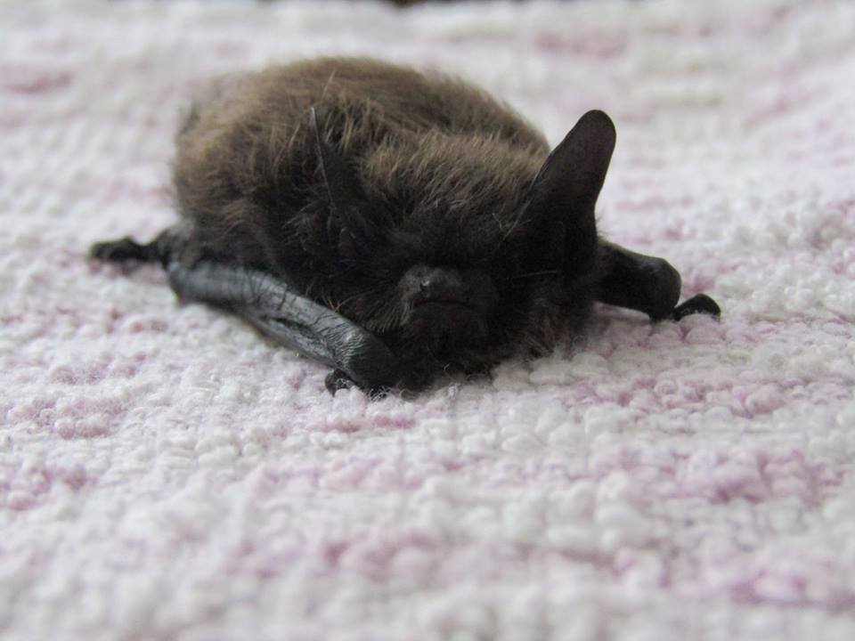 Staffordshire Bat Group