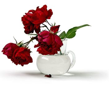 Vase of red roses