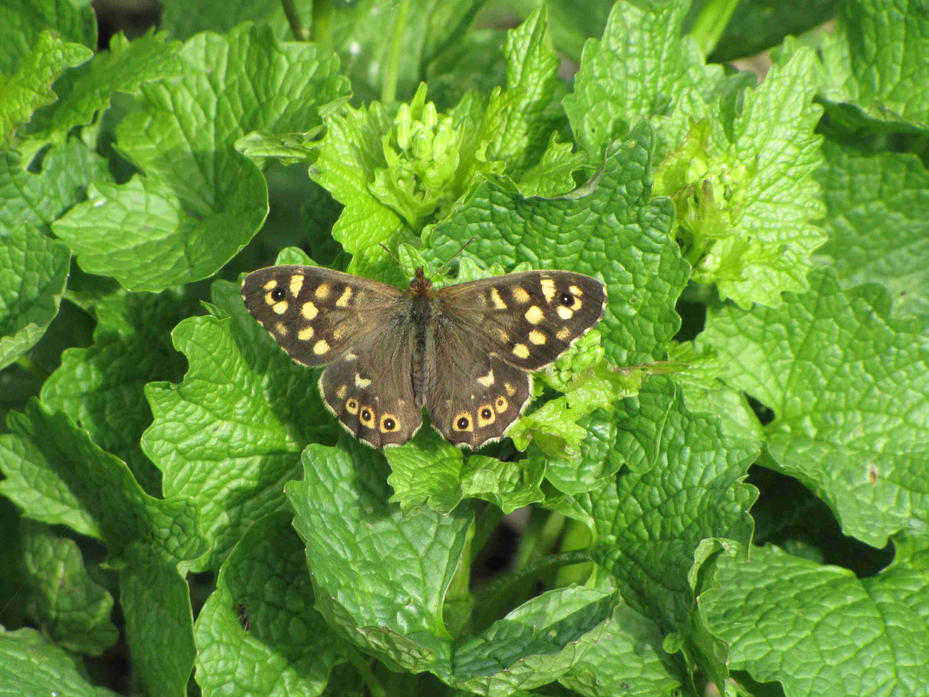 Speckled Wood Butterfly Speckled Wood Butterfly
