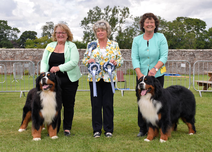 Kennel Club Show Me A Bernese Mountain Dog American Kennel